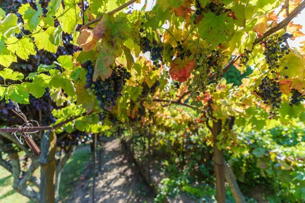 Quinta De Villa Franca - Douro Peso da Régua Εξωτερικό φωτογραφία